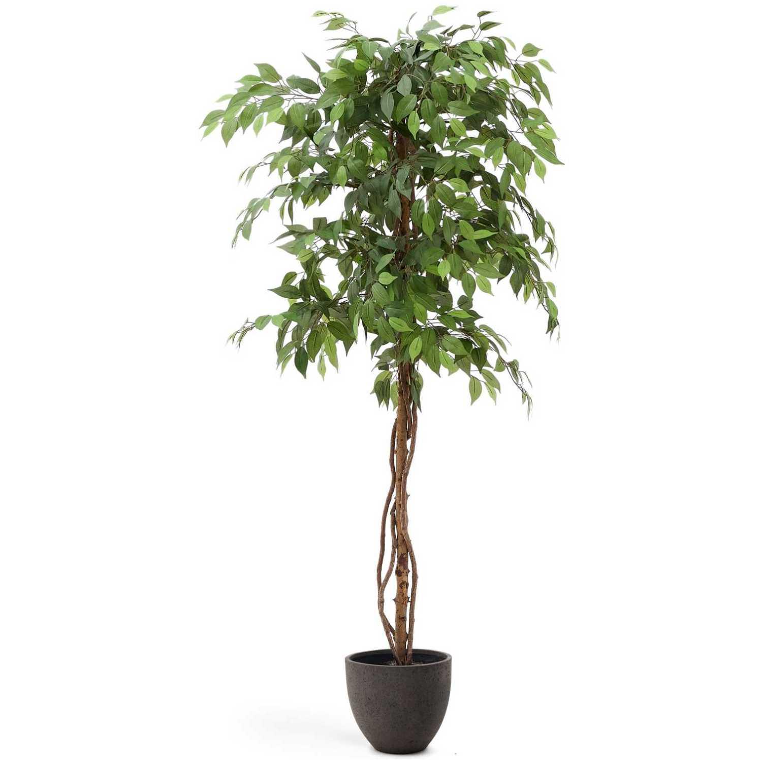Kunstbaum Ficus mit schwarzem Topf 180